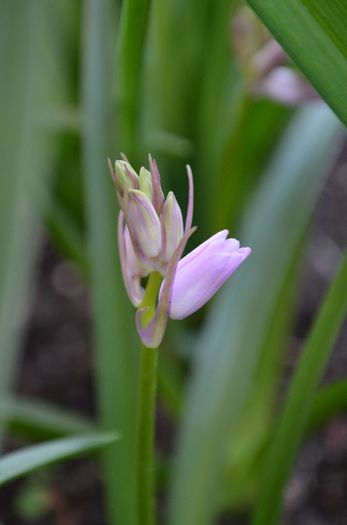 DSC_0966 - 1Gradina mult visata