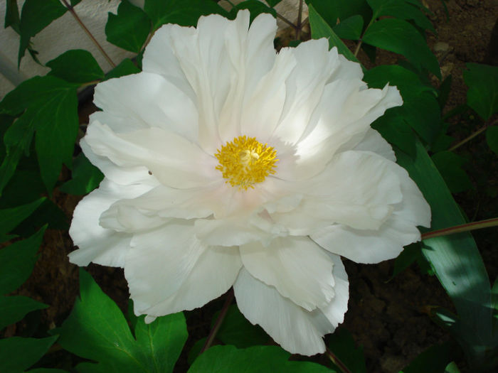 Paeonia sufrutticosa "White"
