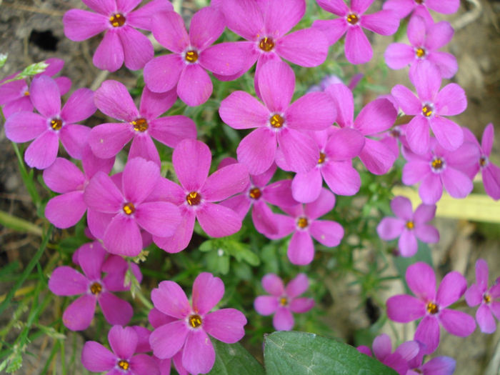 DSC03580 - Phlox