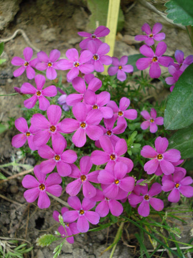 DSC03581 - Phlox