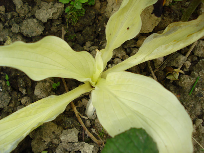 "White Feather" - Heuchera Heucherella si Hosta