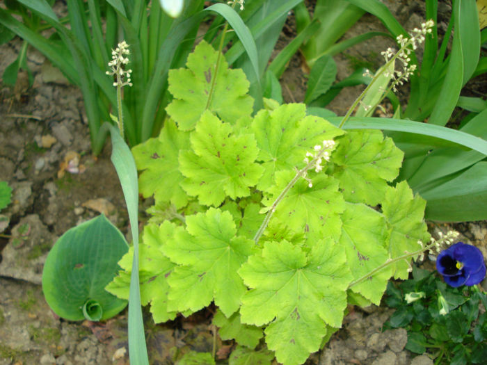 h. "Solar Power" - Heuchera Heucherella si Hosta