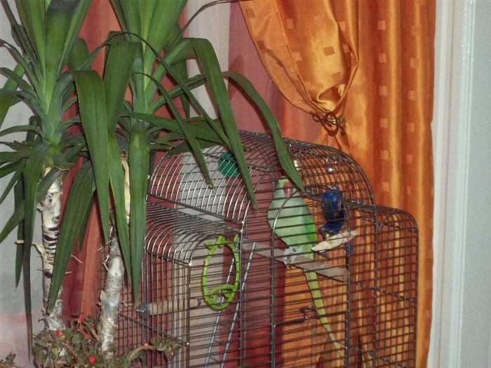 MARELE ALEXANDER (femela)