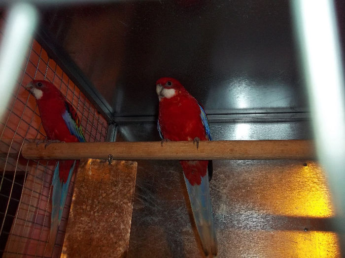 PERECHE ROSELLA RUBIN