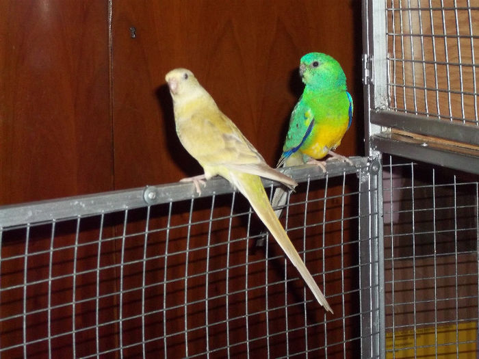 PERECHE CANTATORI - 1  PAPAGALII MEI