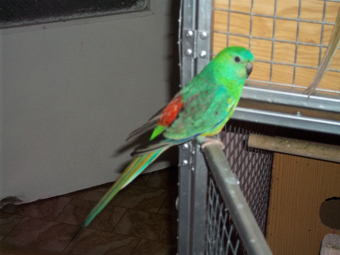 PAPAGAL CANTATOR (mascul)