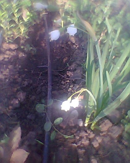 Photo^^0888 - flori de gradina 2013