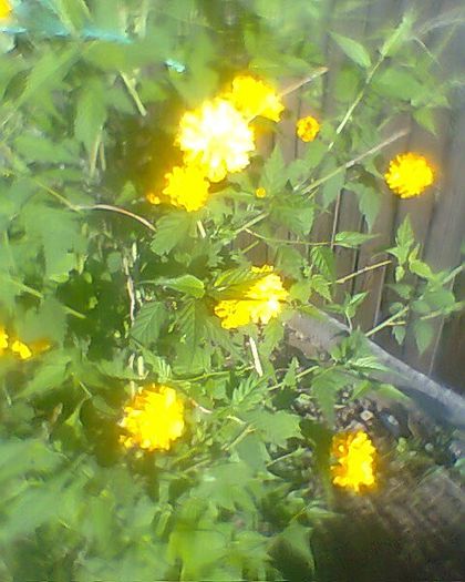 Photo^^0889 - flori de gradina 2013