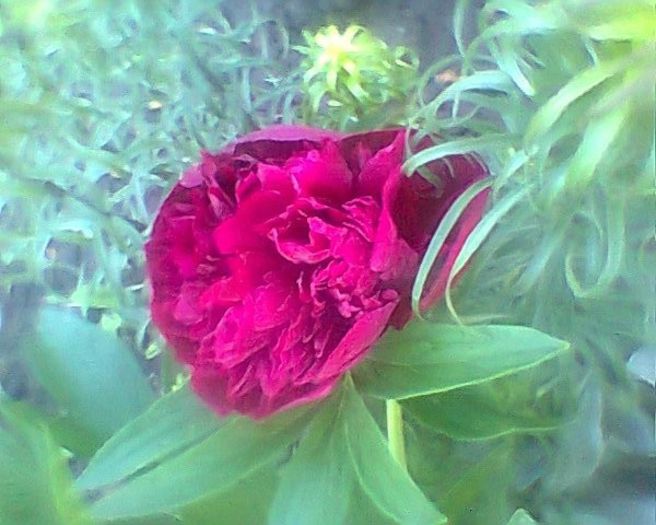 Photo^^0891 - flori de gradina 2013