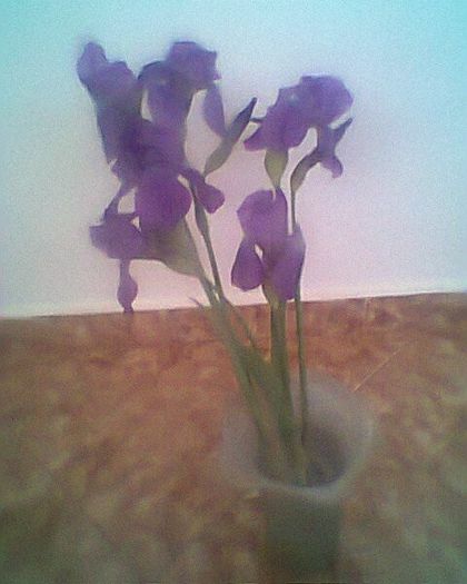 irisi mov - flori de gradina 2013