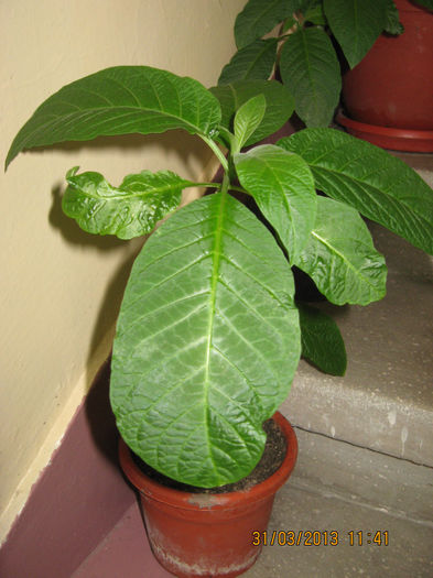 de ghiveci pe casa scarii. - 3 BRUGMANSIA