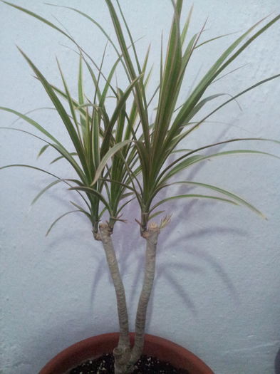 Dracaena marginata bicolor