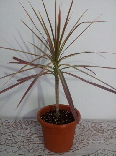 Dracaena marginata tricolor