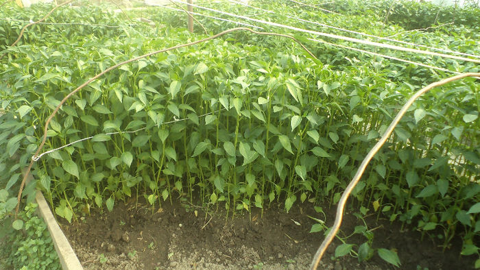 02.05.2013 - Rasaduri 2013