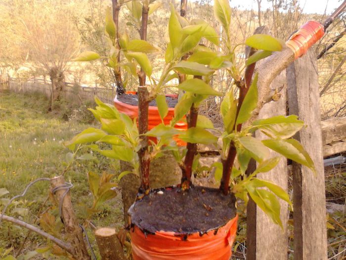altoit sub coaje; cais in corcodus
