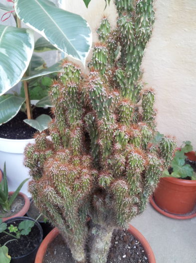  - Cactusi