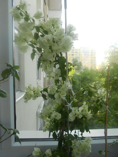 WHITE CASCADE - bouganvillea 2