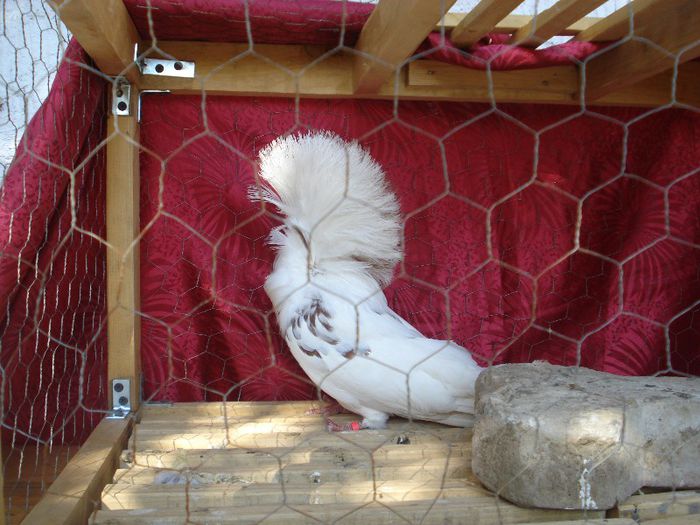 F5 - Maria Stuard matca2013