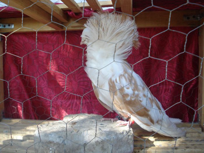 F9 - Maria Stuard matca2013