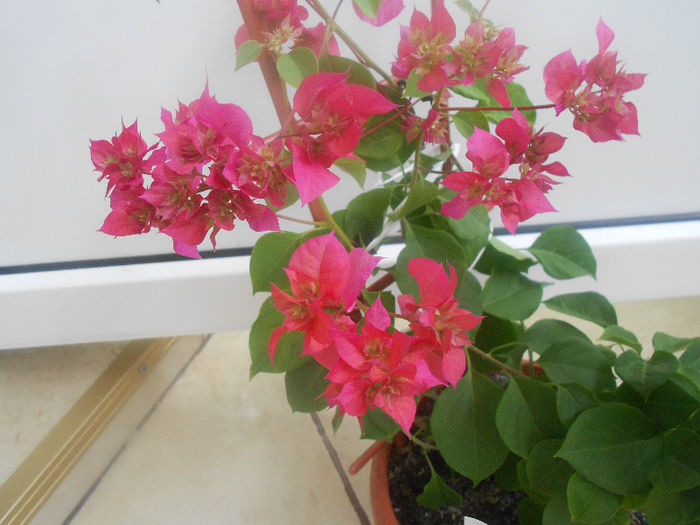 double pink - bouganvillea 2