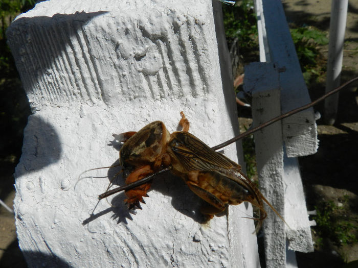 PE AICI A TRECUT VLAD TEPES:)