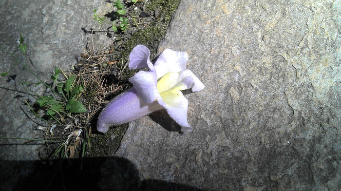 Floare Tomentosa; Tomentosa Floare
