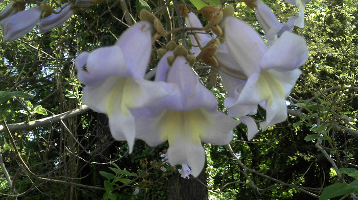 Flori Tomentosa; Floare Tomentosa
