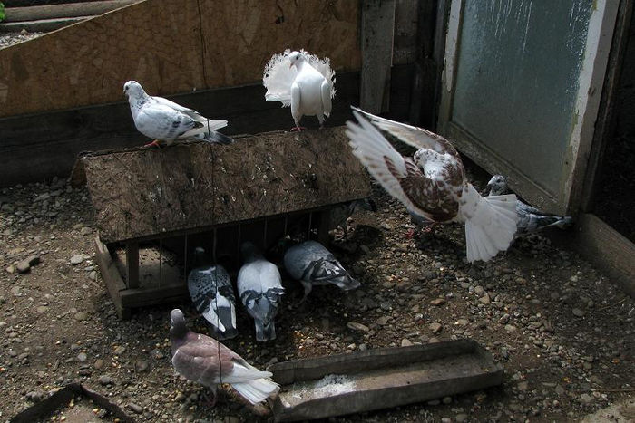 IMG_6895 - voiajori 2013