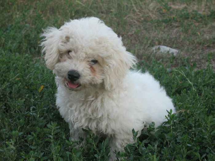 Miki; bichon frise in varsta de 3 luni aici, 
Provenienta Ungaria
