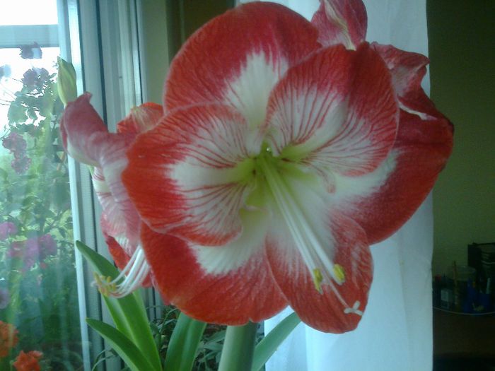 Fotografie0761 - Amaryllis