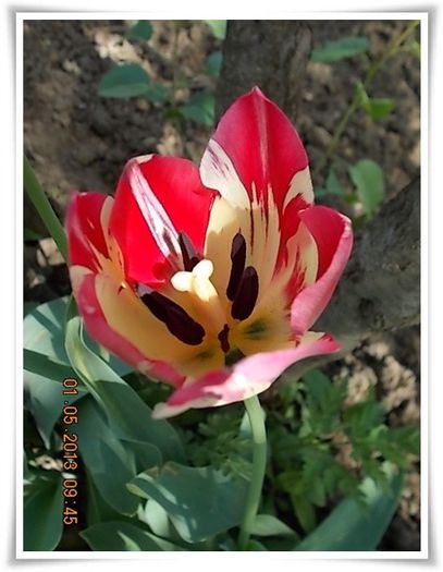 DSCN2834 - flori diverse 2013