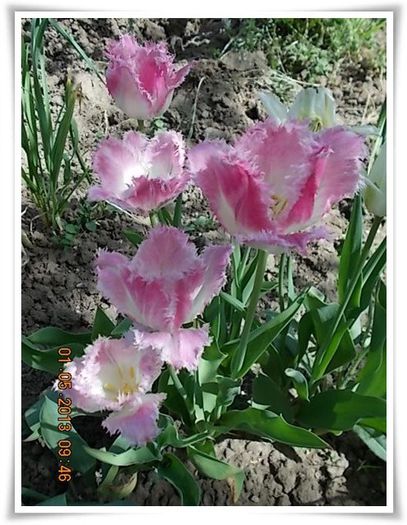 DSCN2837 - flori diverse 2013