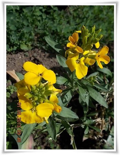 DSCN2843 - flori diverse 2013