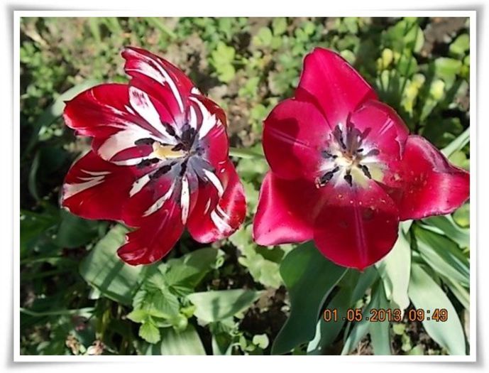 DSCN2851 - flori diverse 2013