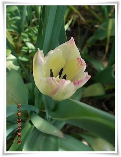 DSCN2858 - flori diverse 2013