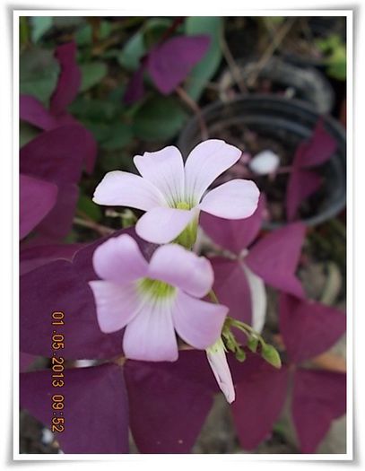 DSCN2860 - flori diverse 2013