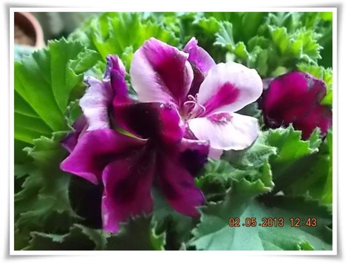 DSCN2936 - flori diverse 2013