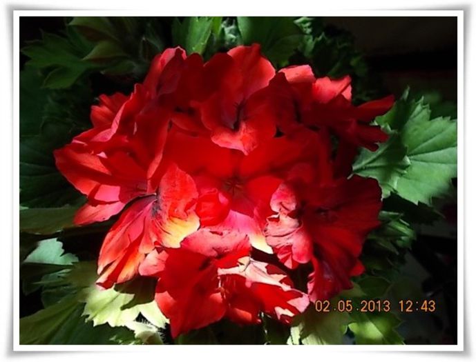 DSCN2938 - flori diverse 2013