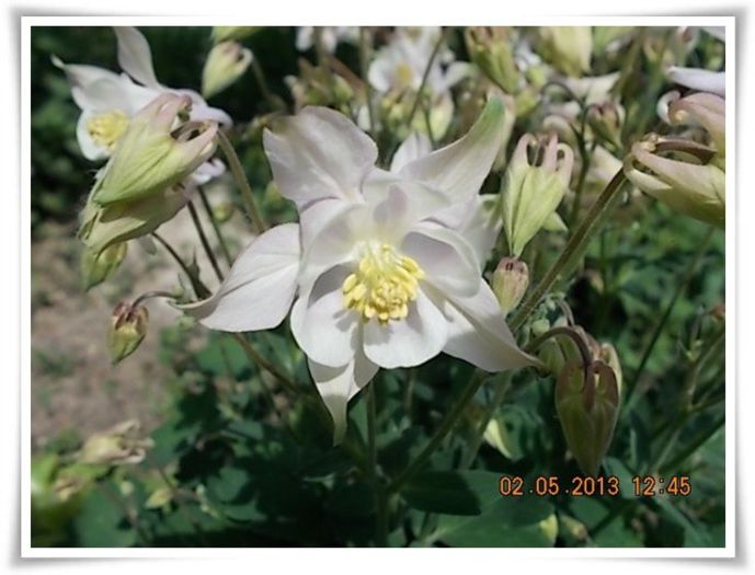 DSCN2948 - flori diverse 2013