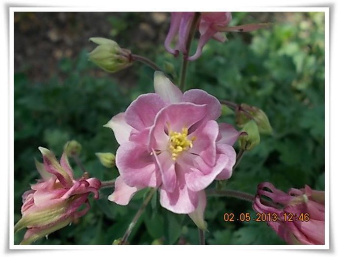 DSCN2949 - flori diverse 2013