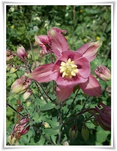 DSCN2952 - flori diverse 2013