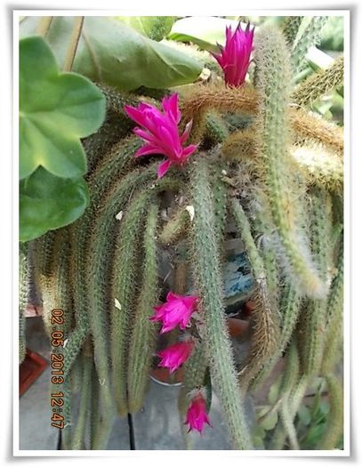 DSCN2953 - flori diverse 2013