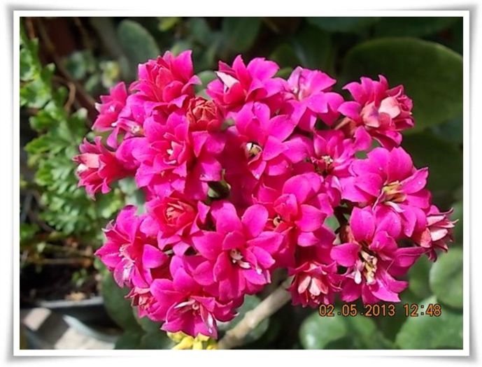 DSCN2956 - flori diverse 2013