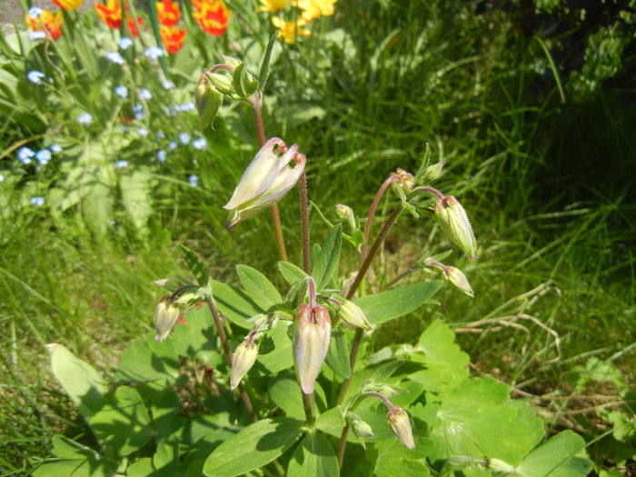 Aquilegia Blue (2013, April 24) - Aquilegia Blue