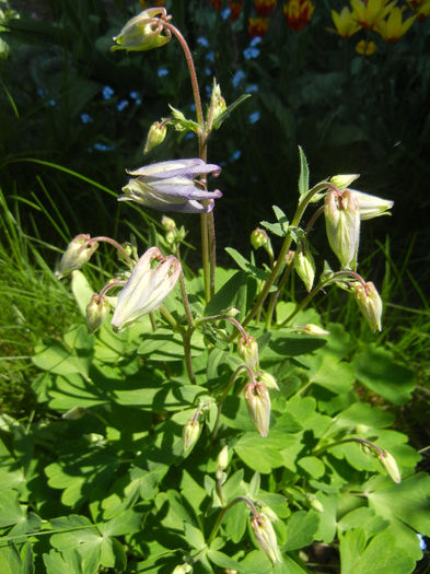 Aquilegia Blue (2013, April 26) - Aquilegia Blue