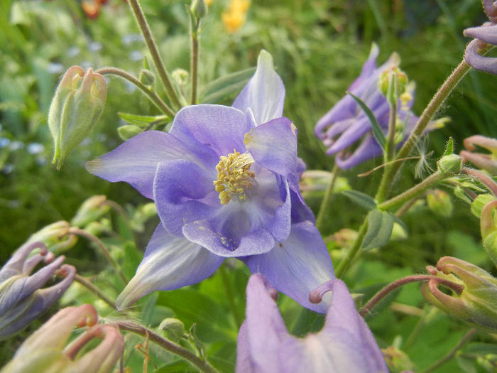 Blue Columbine (2013, April 28) - Aquilegia Blue