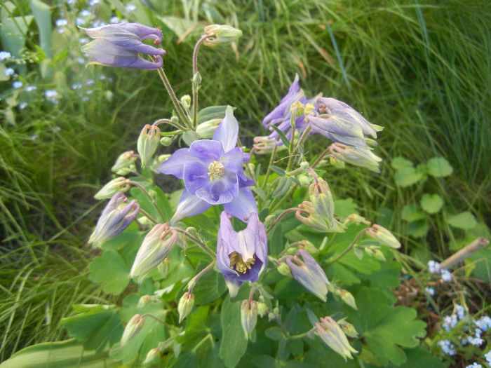 Blue Columbine (2013, April 28) - Aquilegia Blue