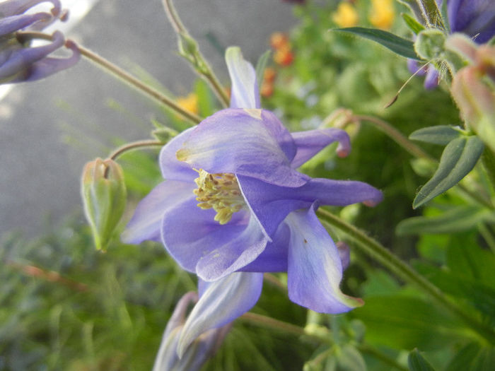 Blue Columbine (2013, April 28)