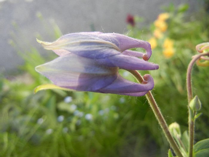 Blue Columbine (2013, April 28) - Aquilegia Blue