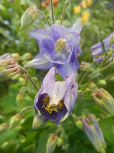 Blue Columbine (2013, April 28) - Aquilegia Blue